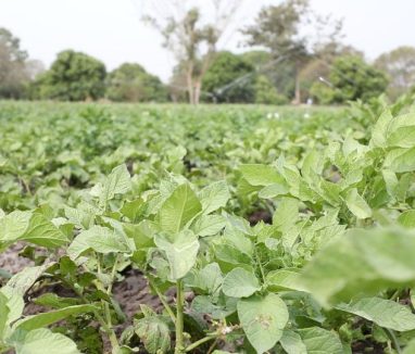 Asperseurs (belle image)