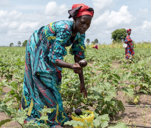 Visite de terrain de la ferme agricole du GIE "And suxali jaboot" de Thiamène Walo (Région de Kaolack/Sénégal).
Dans cette série de photos, une délégation de PARIIS va à la rencontre des membres du GIE "And suxali jaboot" de Thiamène Walo qui exposent leurs installations, les produits cultivés. Ces braves femmes et hommes ont pour ambition de se positionner en ferme agricole avec l’introduction prochaine de l’élevage de bovins et volailles.