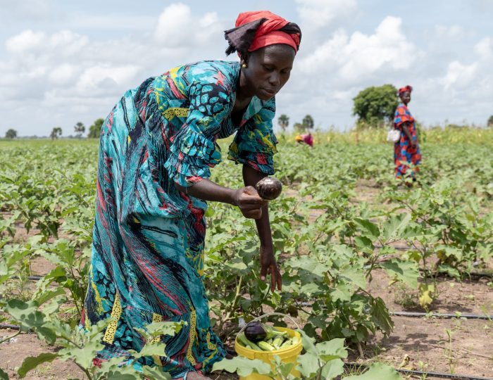 Visite de terrain de la ferme agricole du GIE "And suxali jaboot" de Thiamène Walo (Région de Kaolack/Sénégal).
Dans cette série de photos, une délégation de PARIIS va à la rencontre des membres du GIE "And suxali jaboot" de Thiamène Walo qui exposent leurs installations, les produits cultivés. Ces braves femmes et hommes ont pour ambition de se positionner en ferme agricole avec l’introduction prochaine de l’élevage de bovins et volailles.