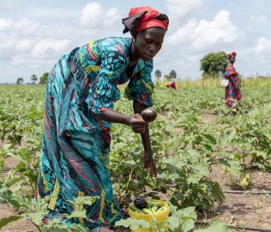 Visite de terrain de la ferme agricole du GIE "And suxali jaboot" de Thiamène Walo (Région de Kaolack/Sénégal).
Dans cette série de photos, une délégation de PARIIS va à la rencontre des membres du GIE "And suxali jaboot" de Thiamène Walo qui exposent leurs installations, les produits cultivés. Ces braves femmes et hommes ont pour ambition de se positionner en ferme agricole avec l’introduction prochaine de l’élevage de bovins et volailles.