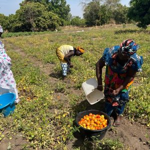 Coopératives agricoles communautaires : L’aménagement des premières fermes débuteen fin d’hivernage
