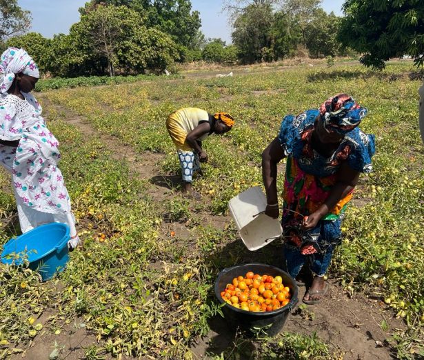 Récolte de tomate à Dassilamé sérére
