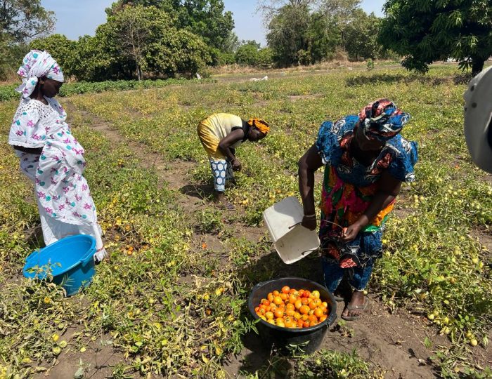 Récolte de tomate à Dassilamé sérére
