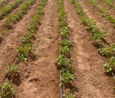 Réseau GAG PARIIS SN