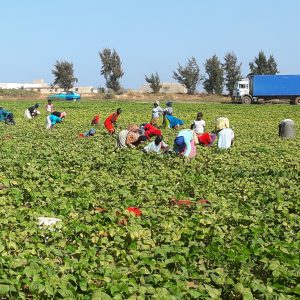 Financement de 1000 ha de fermes agricoles modernes dédiées aux CAC :Le FSRP SN confirme son rôle de catalyseur dans le renouveau agricole