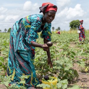 Agriculture – Phase 3 du Programme de résilience du système alimentaire : Plus de 600000 bénéficiaires ciblés